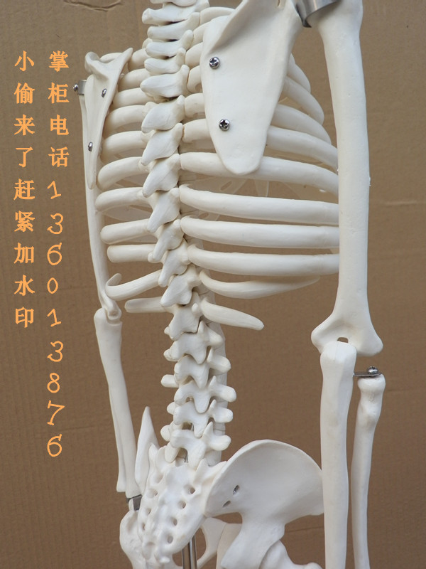 人体骨骼模型45 85cm骨架模型 人体脊柱模型脊椎模型医用骨骼骷髅_双