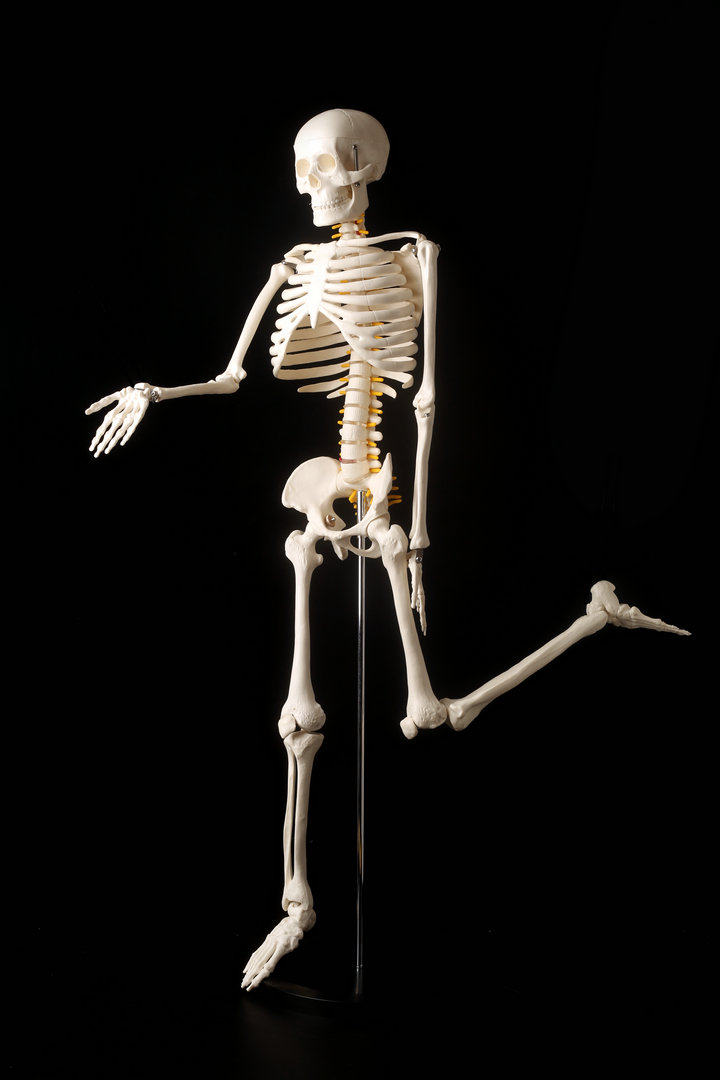 人体骨骼模型45 85cm骨架模型 人体脊柱模型脊椎模型医学教学骨骼