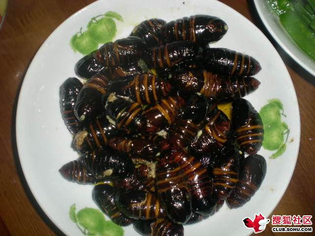 东北特产鲜活榨树蚕蚕茧活神仙茧蛹蚕蛹黄茧蛹高蛋白质