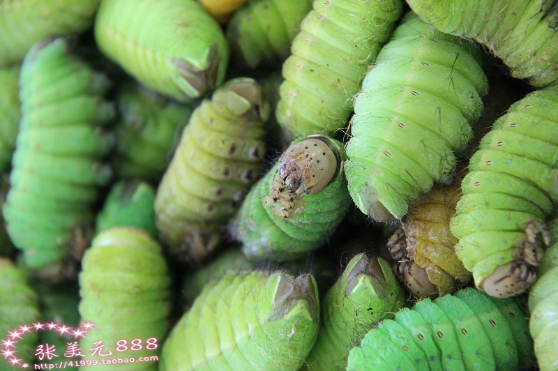 东北特产 鲜活榨树蚕 蚕茧 活神仙 茧蛹 蚕蛹 黄茧蛹 高蛋白质_双氙车