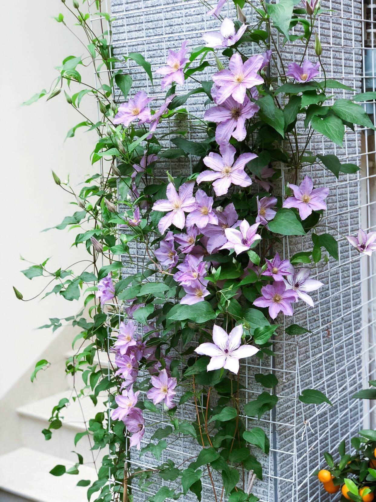 丰花型铁线莲,阳台养护轻松爆花墙,美呆