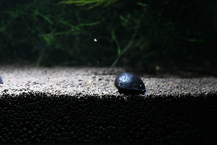 品质虾坊军帽螺活体黑金刚螺高效除缸壁藻螺观赏螺鱼虾缸草缸专用_双