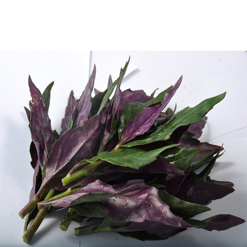 东升农场紫贝菜观音菜血皮菜紫背天葵广州新鲜蔬菜200g