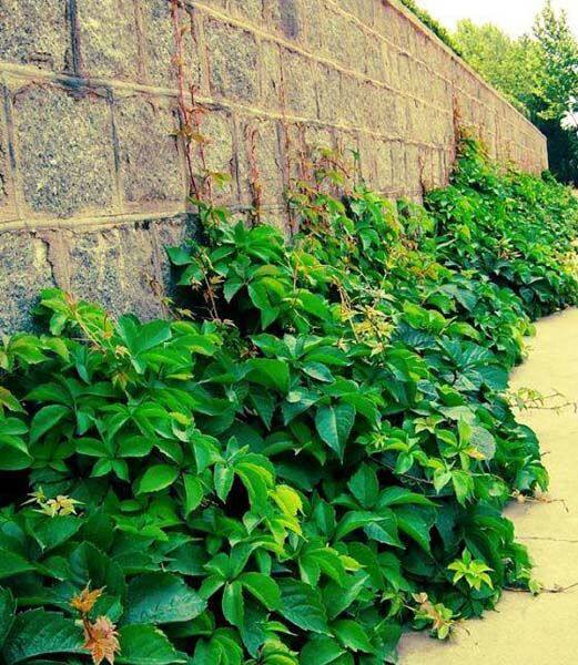 攀援爬藤植物美国五叶地锦苗子-爬山虎大苗--爬藤红叶爬墙虎花卉