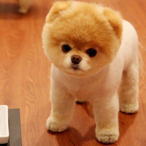 宠物脱毛季,你给小主准备好发型了没?