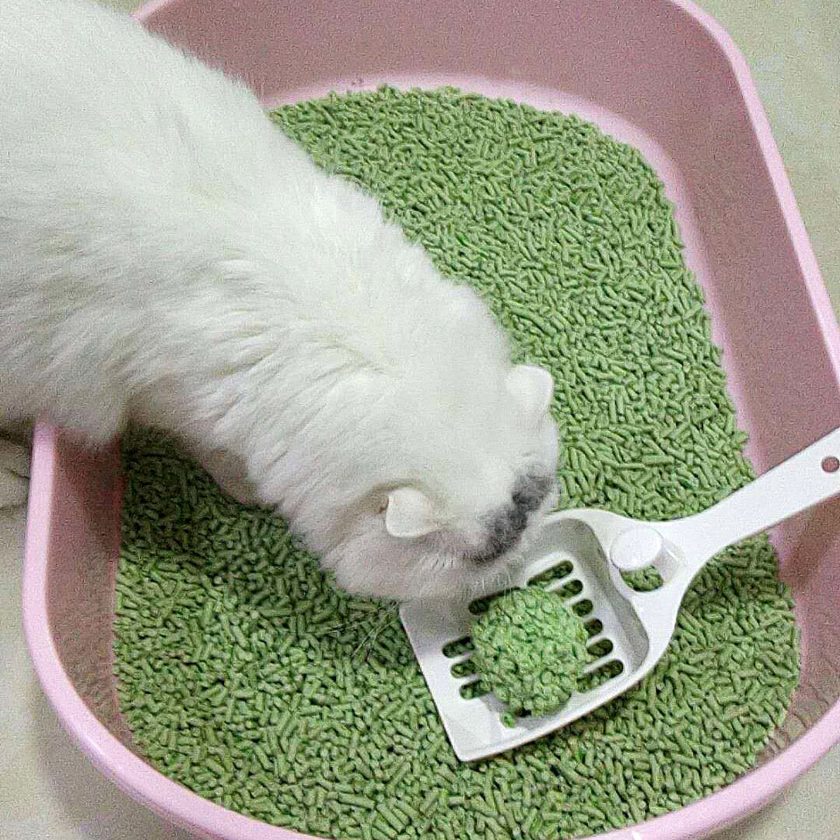 goopool/谷珀绿茶豆腐味猫砂 6l 16.9元包邮
