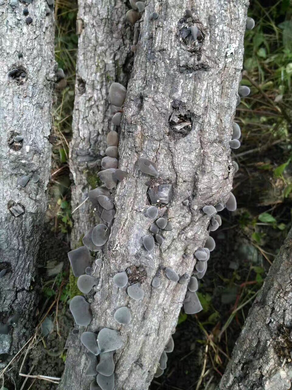 四川巴中通江特产野生椴木黑木耳黑耳冬耳小碗耳鼠耳云耳500g娃子