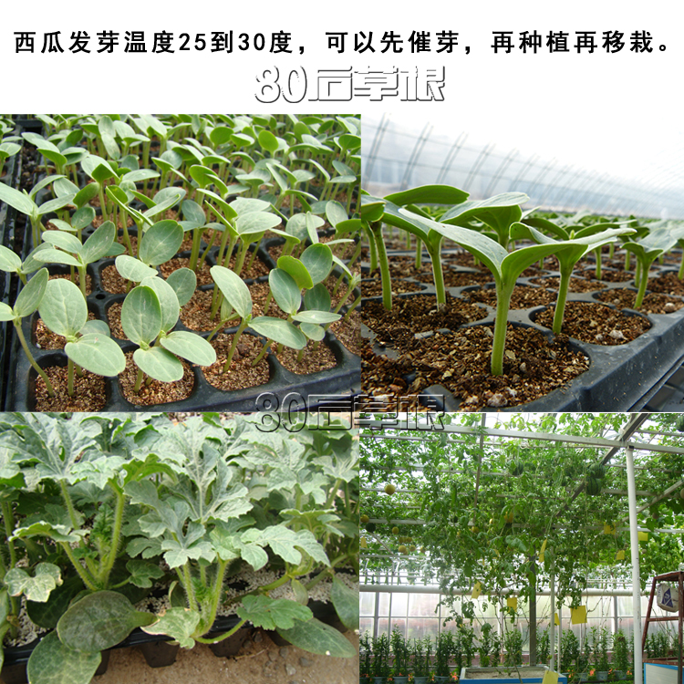 西瓜树树苗 西瓜树种子 盆栽 树西瓜西瓜种子高产甜早熟四季播