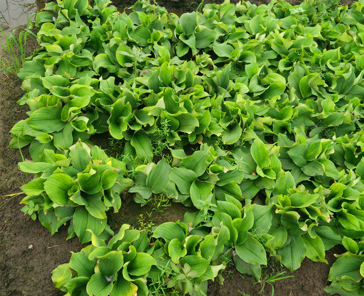 新鲜沙姜三辣生姜沙姜种子调味鲜沙姜生姜新鲜山奈沙姜鸡沙姜包邮