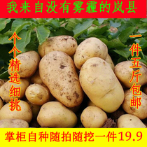 Lanxian farmhouse grows fresh yellow heart potato potato ball big potato planting noodle potato non-GMO