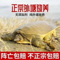 Chia fish live fresh edible group fish big king eight water fish living old turtle ready-to-eat 3 catty and small fry wild ecology 1 catty