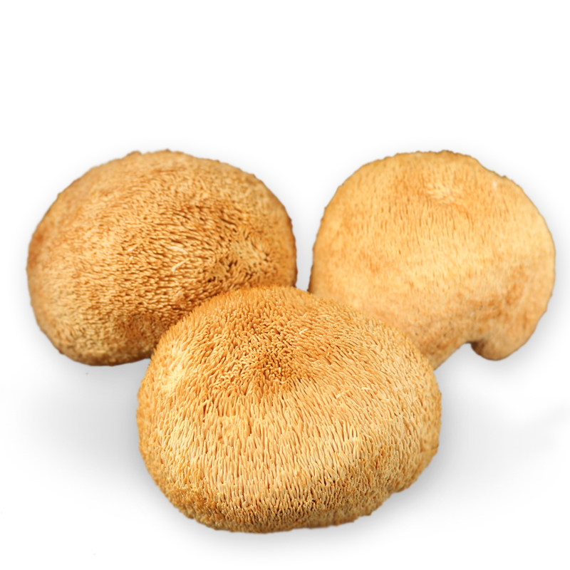 相思莲 猴头菇 新鲜猴头菌 猴头菇乾货 煲汤好