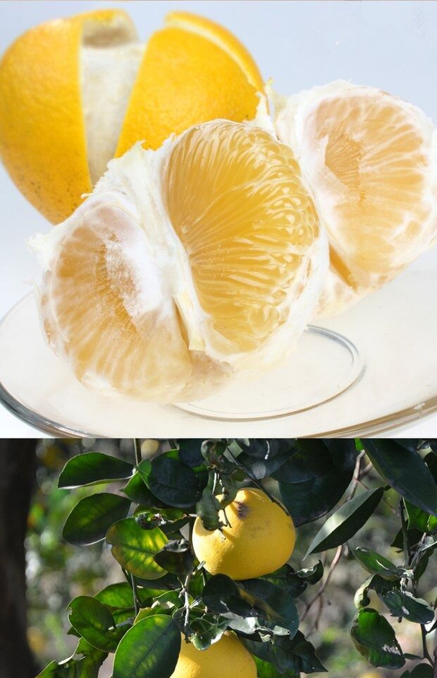 农家自种白肉蜜柚 新鲜装2个5斤/箱 包邮