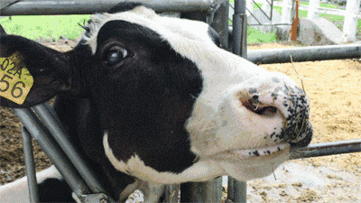 剪羊毛表演:工作人员从绵羊里挑选出不同品种,让绵羊一一上前给大家