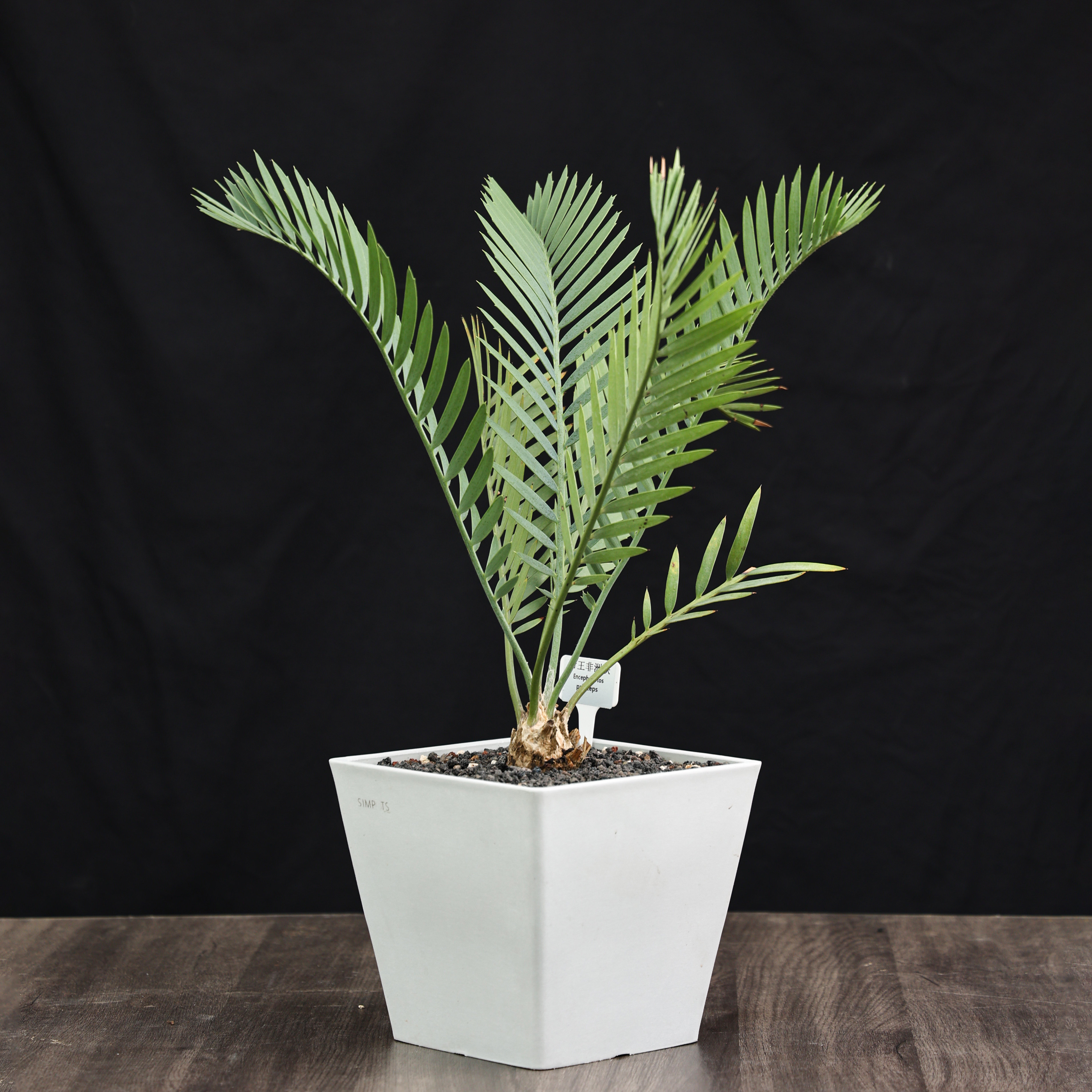 帝王非洲铁 encephalartos princeps 园艺盆栽铁树绿植