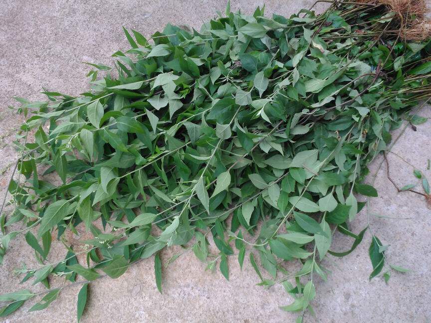 野生奇蒿南刘寄奴千粒米 六月霜现采500克预定干100克