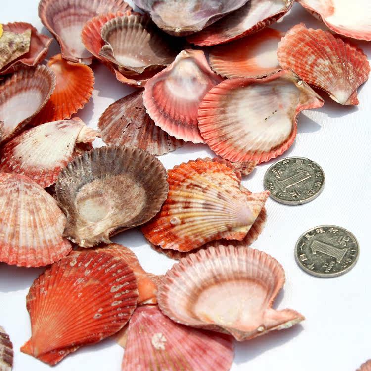 天然梦幻彩色贝壳/扇贝6cm 12元半斤片 海螺/墙贴/鱼缸装饰