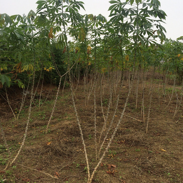 三斤装广西防城港农家手工精制剥皮糯米木薯粉天然绿色食品包邮