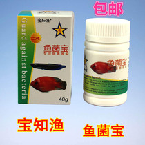 Baozhi fish fish fungus treasure ornamental fish special rotten body rotten mouth rotten fin eye white head white mouth water mildew