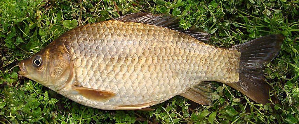 微山湖野生水产鲜活鲫鱼当天现杀现卖顺丰5斤包邮 非野生不要钱