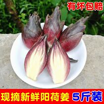 5 kg of fresh Yanghe ginger Guizhou wild Yanghe is now picked Tuyang Heyang fresh wild vegetables Yanghe ginger bamboo shoots Shengyang Ageratum fire