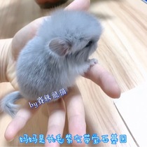 Race-level long-haired Totoro live living pet Cubs video selection of their own breeding sapphire color brother deposit