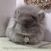 Race-level chinchillas long-haired living living living pet Cubs video selection of their own breeding Lanbao diamond color special deposit