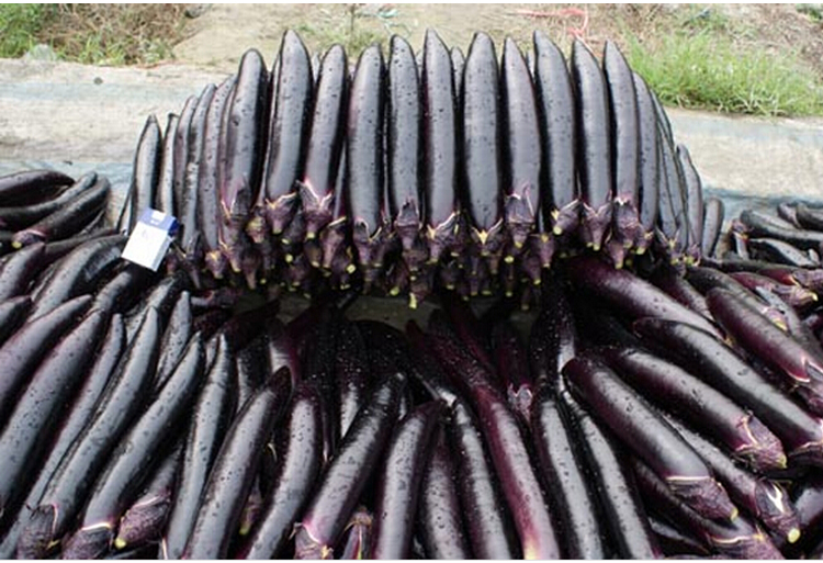 【大龙长茄种子】高产长茄种子日本进口萼茄子早熟 黑皮光泽 抗病