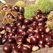 Chestnut fresh 2021 new goods 5kg authentic Hebei Yanshan Zunhua wild oil chestnut CHESTNUT Chestnut