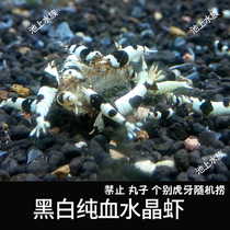 Black and white pure blood crystal shrimp pure blood system shrimp live ornamental black and white shrimp crystal shrimp full 50