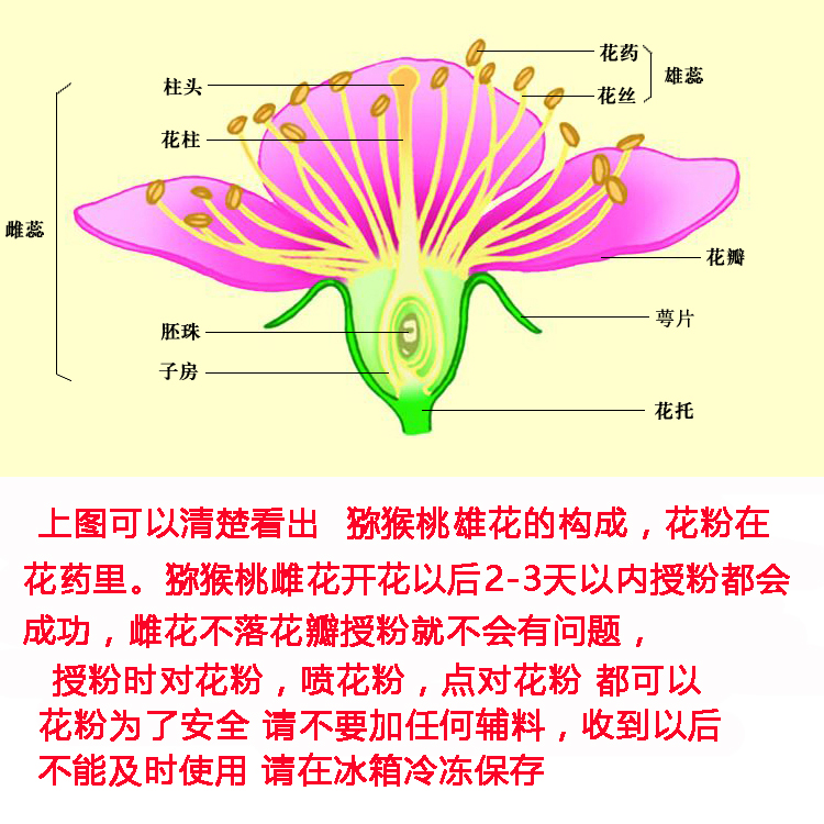 含羞草各部位图解图片