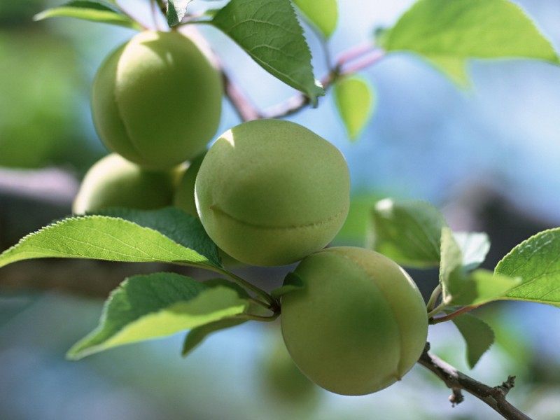 梅     重量:500克                                  配料表:鲜梅