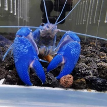 Volcano sabotagers Lobster Artificial Sky Blue Magic Shrimps Message can send water hyacinth No message not to send Oh