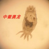 Australian Freshwater Australia Freshwater Lobster Species Shrimp Cheehead Insect and Shrimp Leech Steal of Rotten Tail Enterivibrio Black Gills Medicines