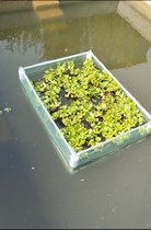Brocade Carp Fish Pond Water Grass Water Hyacinth Water Grass Fence Floating Bed River Landscape Fishing Eco Floating Island Cage