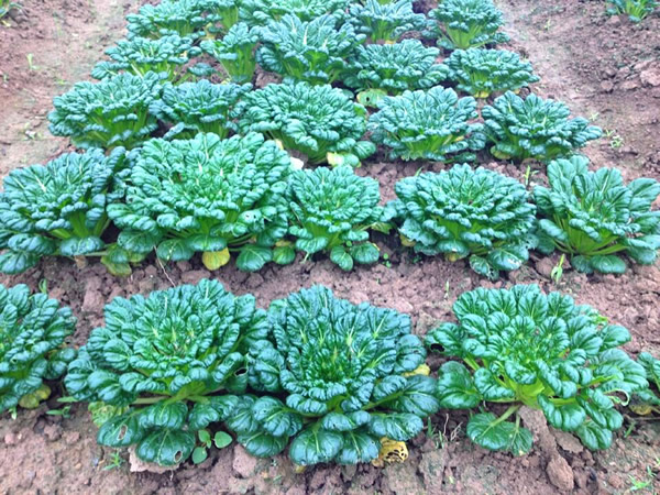小八叶塌菜种子乌塌菜百叶塌菜开展似菊花状10g原装千粒