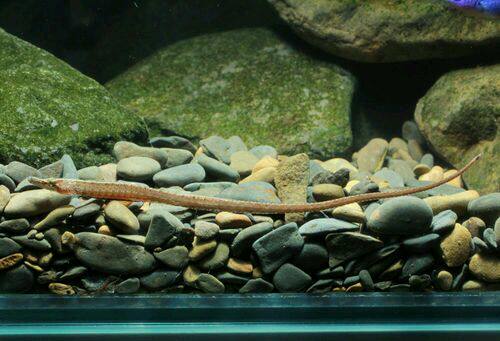 为类似,比较难以区别,体色可表现出红色,商品名为红腹海龙和短吻海龙