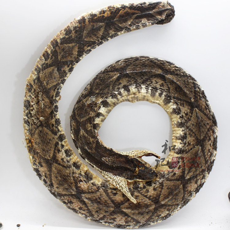 正品蕲蛇 泡酒必备中药材 乌梢 白花 蕲蛇