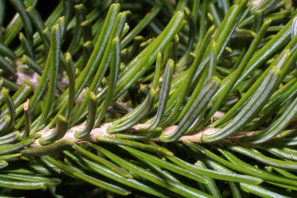 多特瑞doterra白冷杉单方精油white fir改善呼吸呵护关节