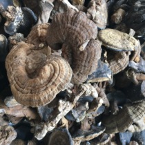 Wild Mushroom Wild Ganoderma Lucidum Wrinkled Cover False Mushroom Wrinkled cover Uzhi Wild Mushroom Kidney Meridian 250g