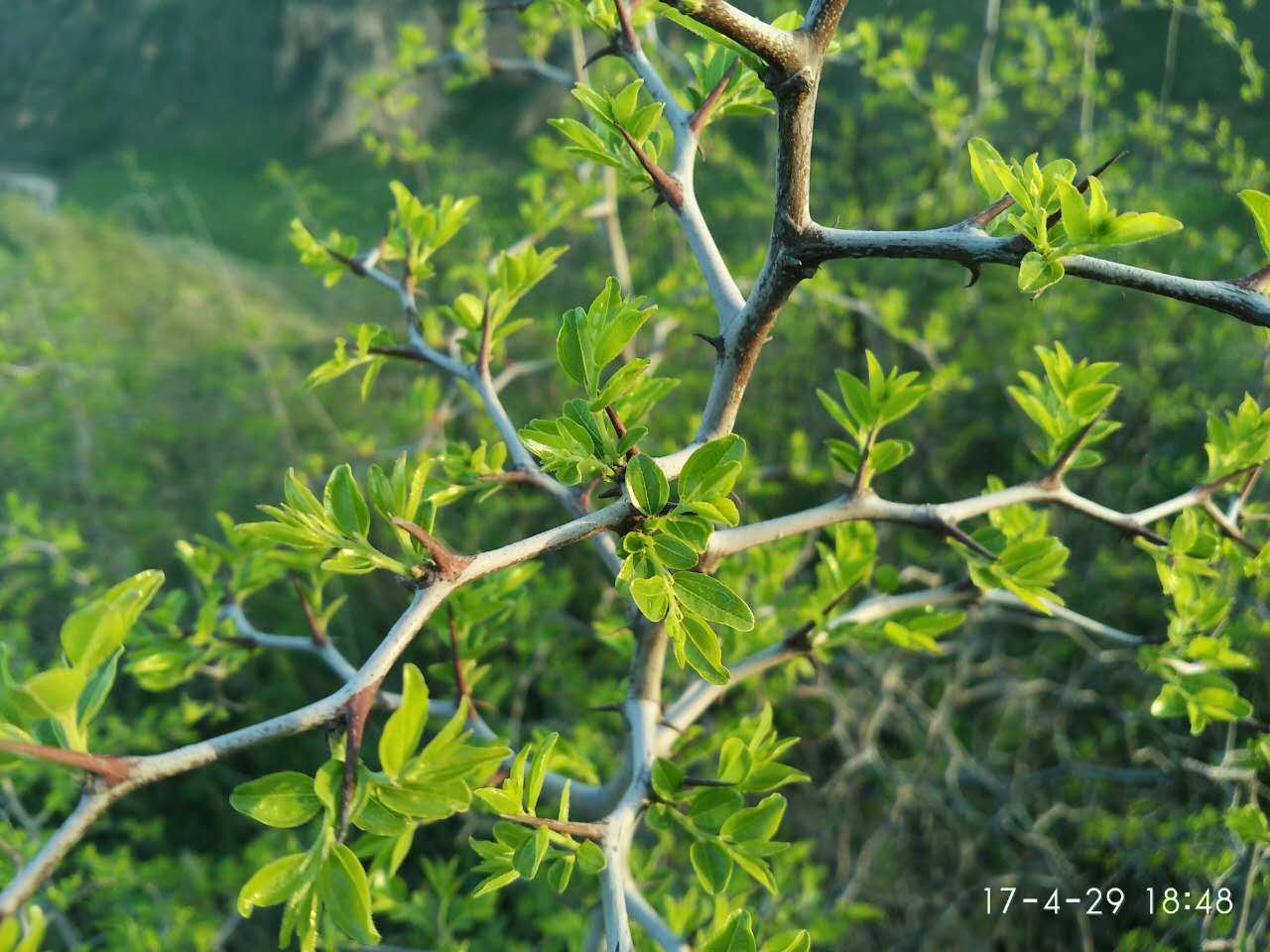 野生酸枣芽茶 嫩芽茶非山东酸枣叶茶 安神助眠养生茶酸枣仁睡眠茶