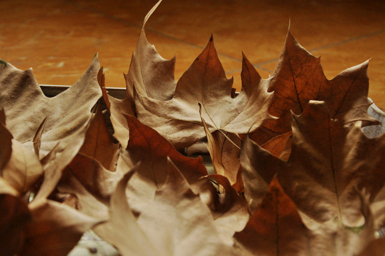 树叶标本枯树叶森系婚礼落叶干树叶橱窗陈列道具树叶法国梧桐落叶