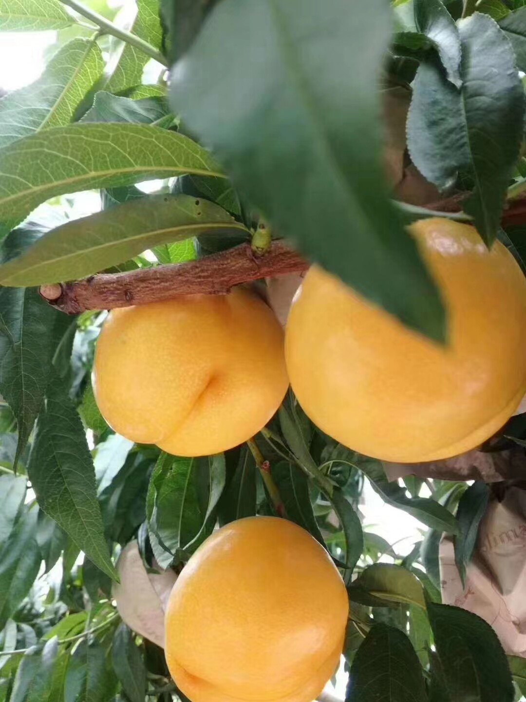 平谷特产黄油桃—脆甜,多汁,桃味浓!