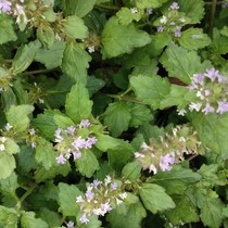 Zhengzong Bitter Bile and Gentian Gentians Wind Wheel Vegetable Tide Shanqing Fresh Discover Hair 500g