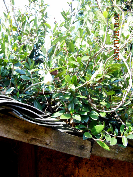 薜荔鲜果 薜荔果 木馒头 木莲果 野生薜荔藤 薜荔中药 可煲汤用