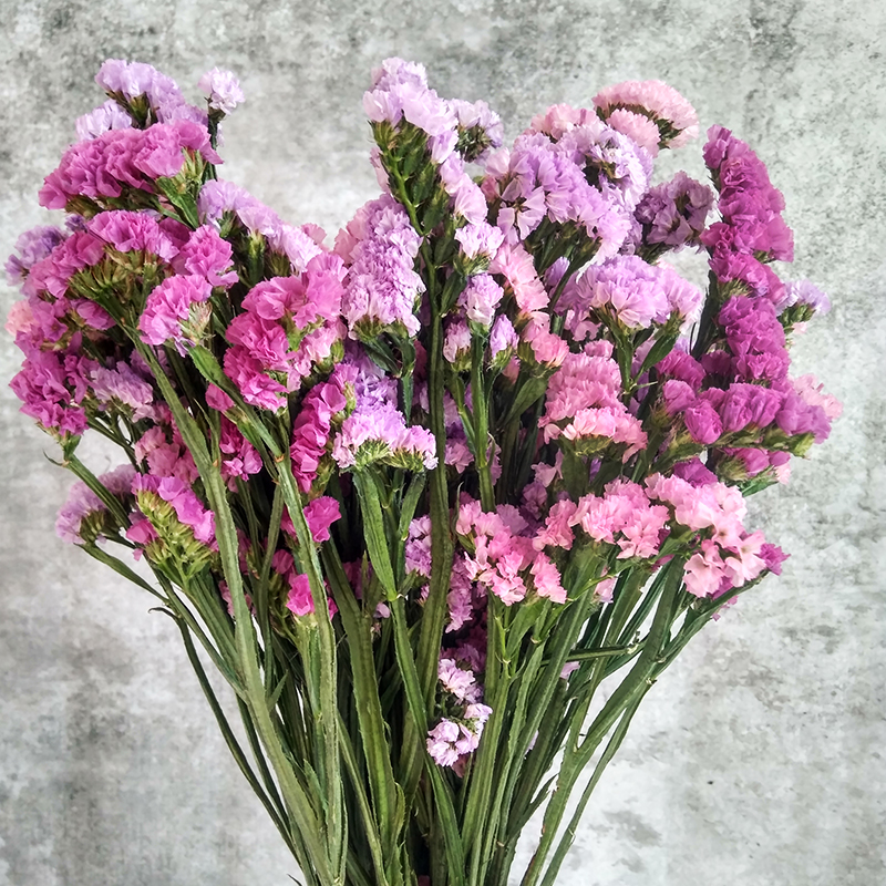 yunnan natural air-dried real flowers forget-me-not dried flower bouquets large dried flowers decorative ornaments home furnishings living room diy