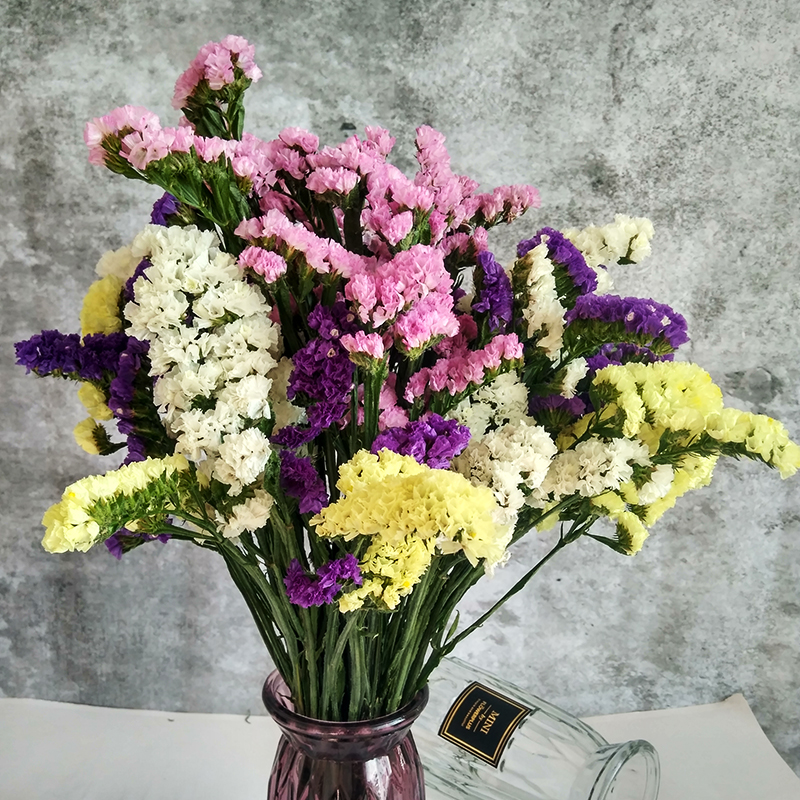 yunnan natural air-dried real flowers forget-me-not dried flower bouquets large dried flowers decorative ornaments home furnishings living room diy