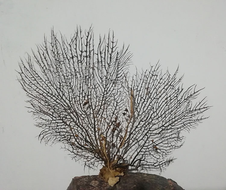 海铁树海柳珊瑚树摆设地中海家居装饰鱼缸水族造景摆件海树