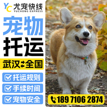 Wuhan Dogs Cats and Pets Air Consignment Service Nationwide Air Transport Owners Accompanying Pet Consignment Agency
