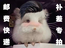 {hey you are so cute} baby's universal link to make up the freight difference